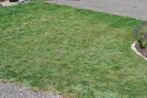 Lawn Painting After