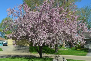 Ornamental Tree's