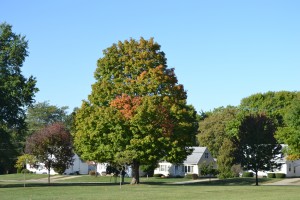 Shade Trees