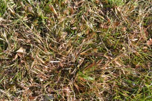 Fall Crabgrass Control