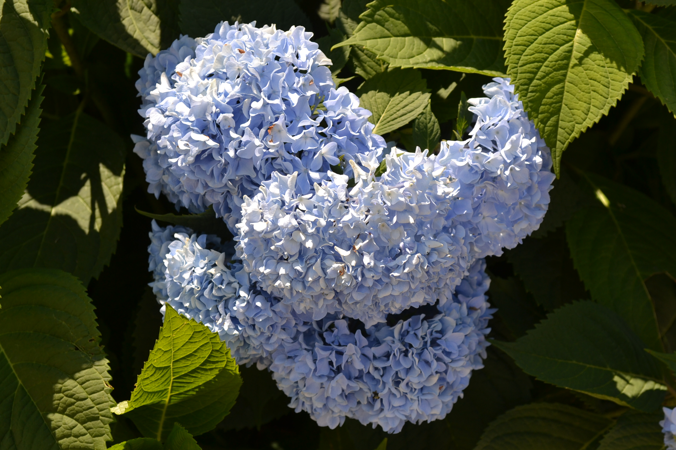 Endless Summer Hydrangea ® is a colorful shrub that blooms 