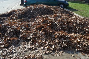 Fall Leaf Clean Up