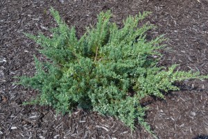 Fall Shrub Planting