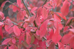 Most Colorful Fall Shrubs