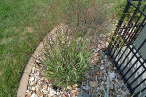 Ornamental Grasses