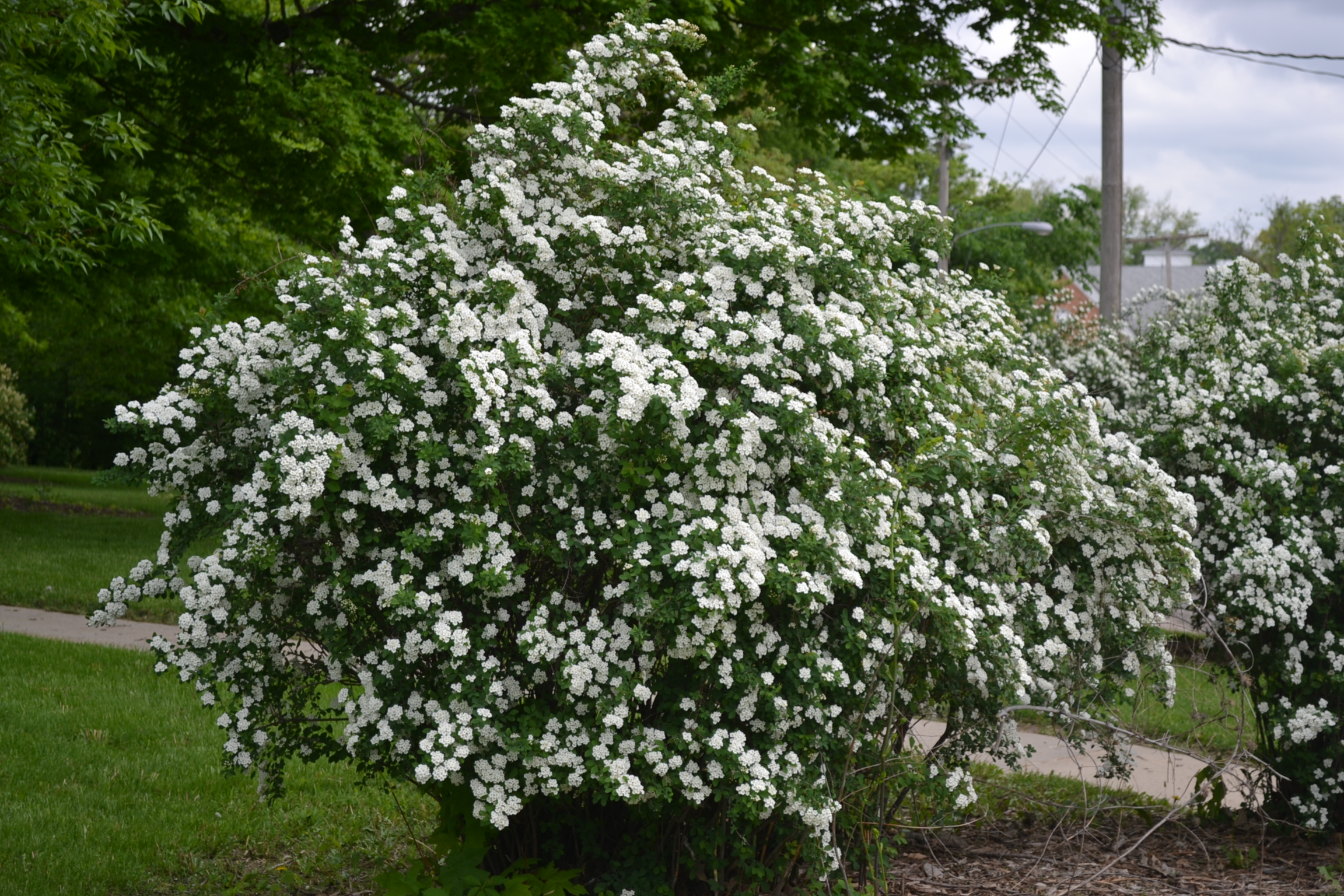 Snowmound Spirea is a late spring to early summer flowering shrub.
