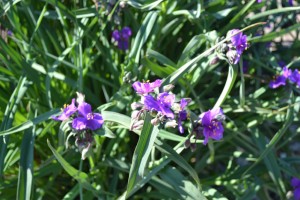 Properly Plant Perennials