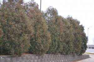 Dying Arborvitae