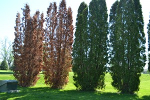 Dying arborvitae