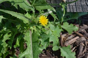 Prickly Lettuce 2