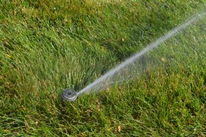 Turf grass water requirements vary from plant to plant.