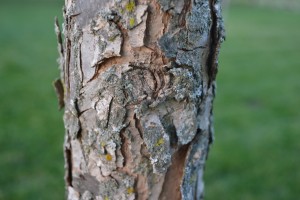 Swamp White Oak Bark