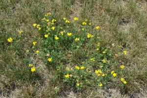 Birdsfoot Trefoil Plant