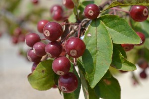 Indian Summer Fruit