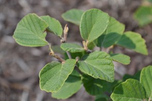 Dwarf Fothergilla Foliage