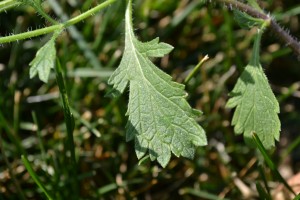 Field Madder Leaves