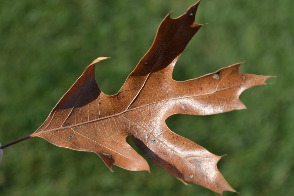 Pin Oak trees have sharp pointed leaves and produce acorns.