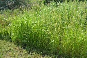 Cutting Down Tall Weeds