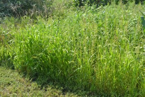 Landscape Weeds