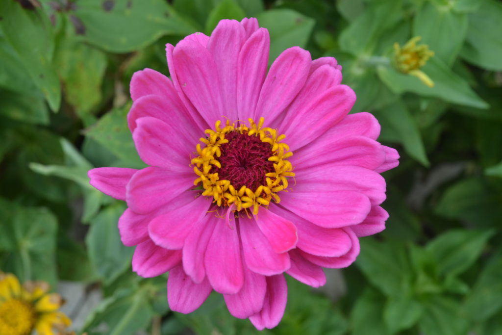 Beautiful Bright Pink Flower - Green Thumb Advice