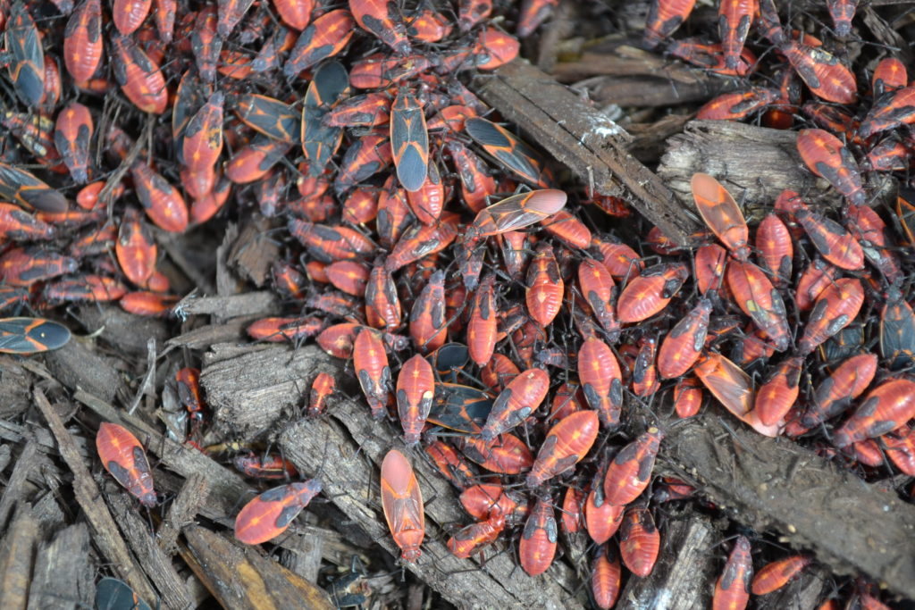 Box Elder Bugs In Mulch Green Thumb Advice   Box Elder Bugs In Mulch 1024x683 