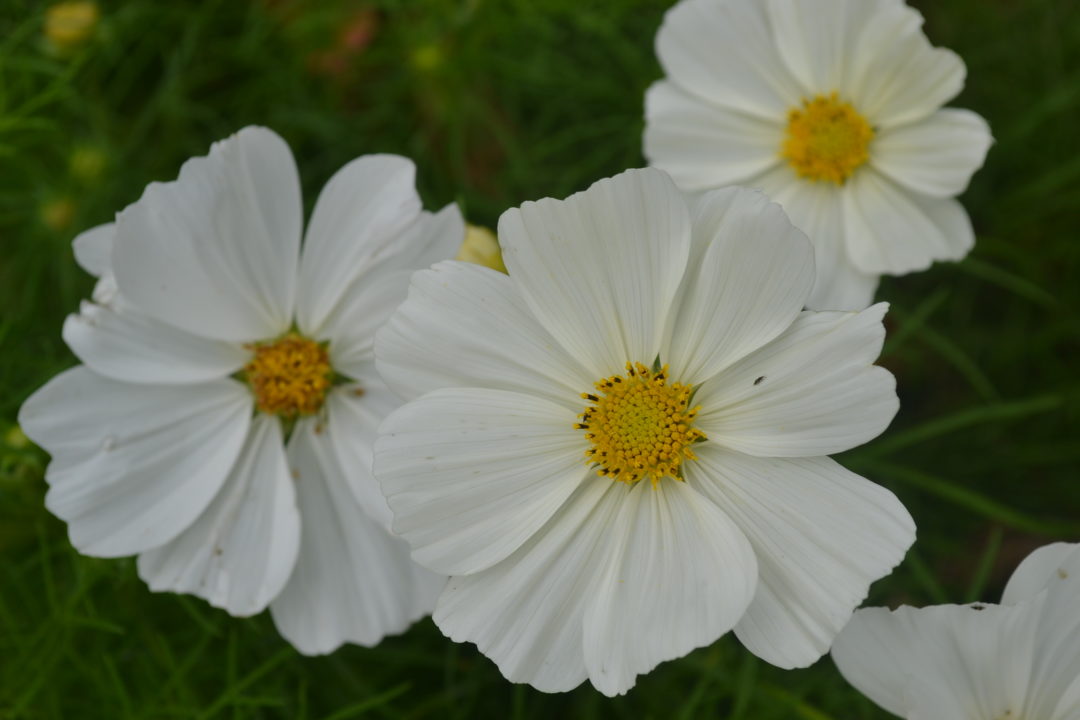 Cosmos White Flower - Green Thumb Advice