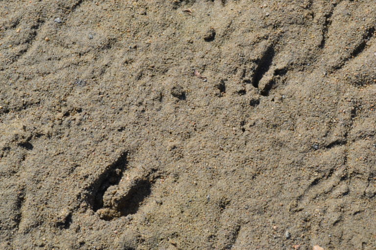 Deer Hoof Prints in Sand - Green Thumb Advice