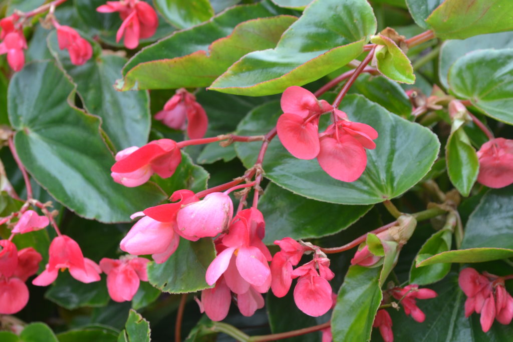 Dragon Wing Pink Begonia Flower - Green Thumb Advice