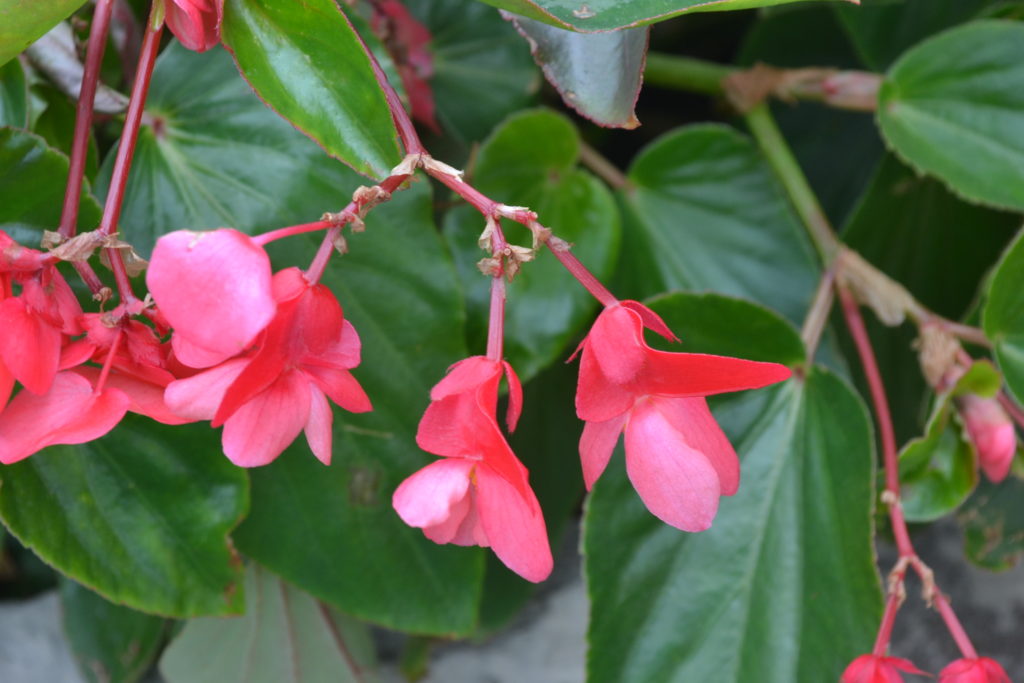 Dragon Wing Pink Begonia Flowers - Green Thumb Advice