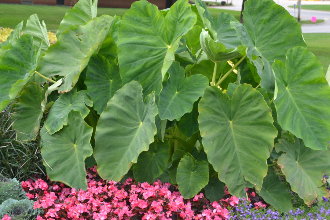 Elephant Ear Plant - Green Thumb Advice