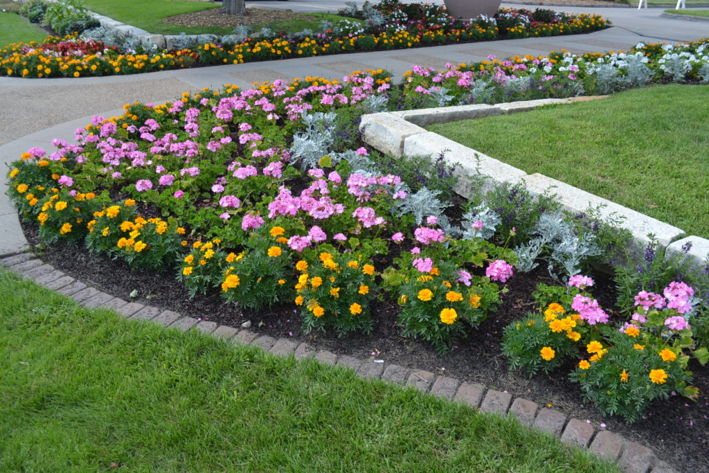 flower-bed-with-geranium-marigold-and-dusty-miller-green-thumb-advice