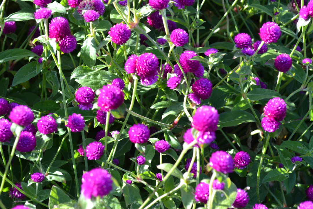 Gomphrena Ez Gro Purple Flower - Green Thumb Advice