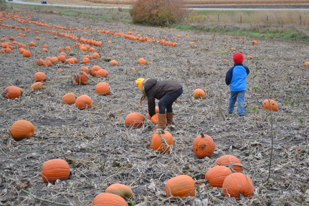 Kids in Pumpkin Patch - Green Thumb Advice