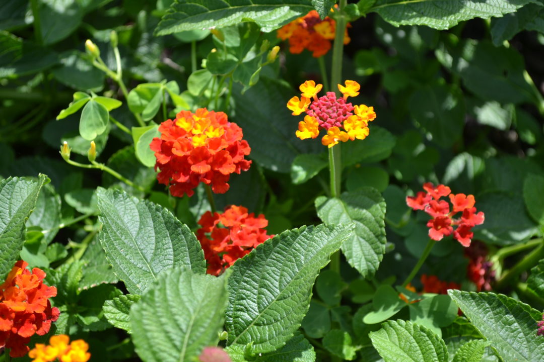 Lantana Dallas Red - Green Thumb Advice