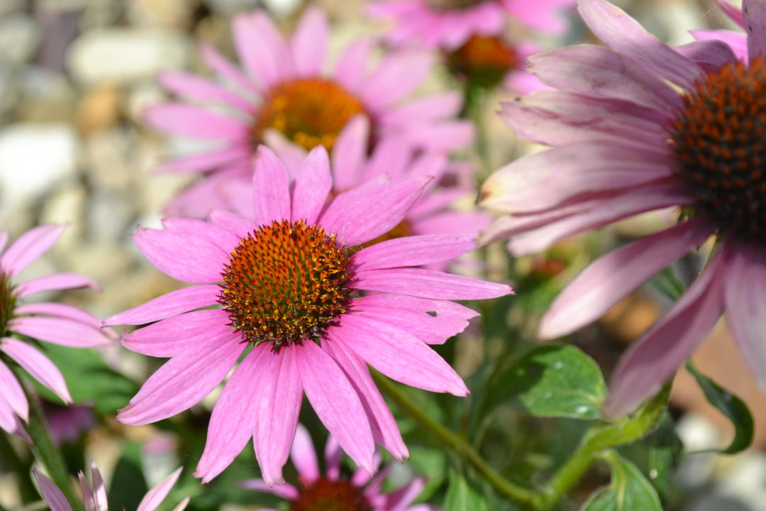 Magnus Purple Cone Flower Perennial - Green Thumb Advice