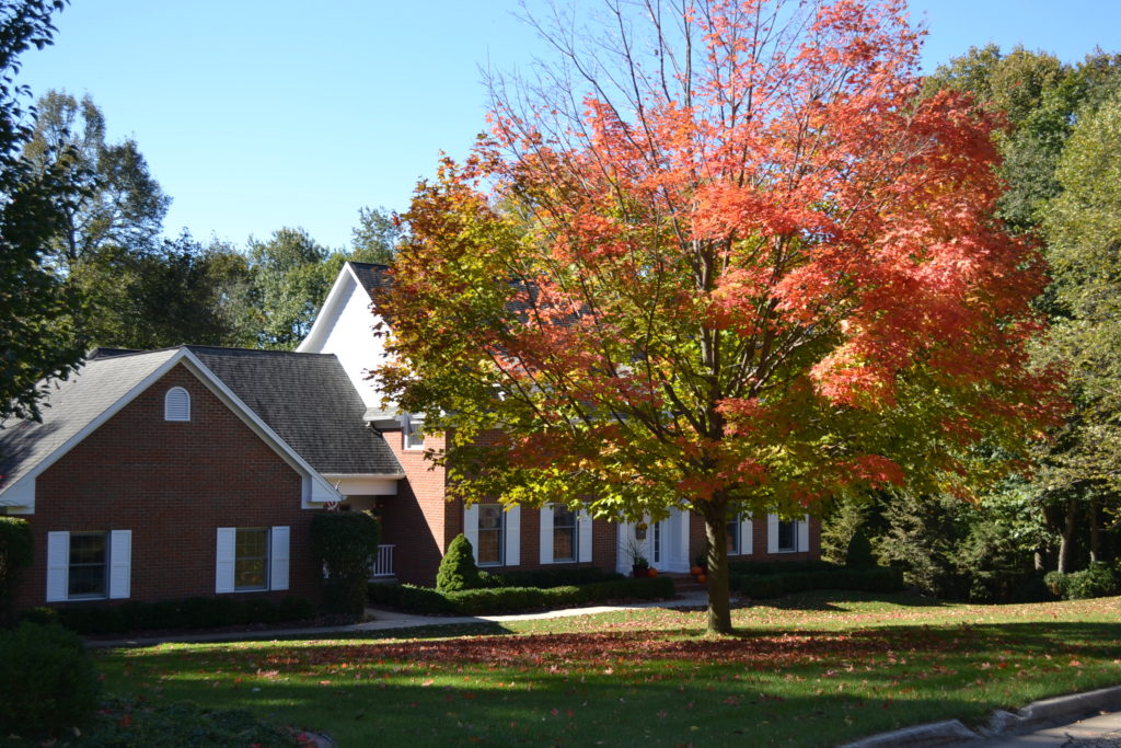 Maple Tree Losing Leaves Red Green Thumb Advice