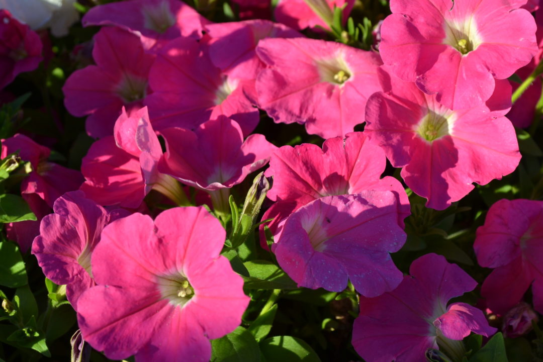 Pink Petunia - Green Thumb Advice