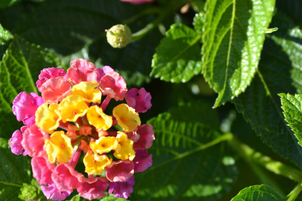 Pink Purple Yellow and Orange Flower - Green Thumb Advice