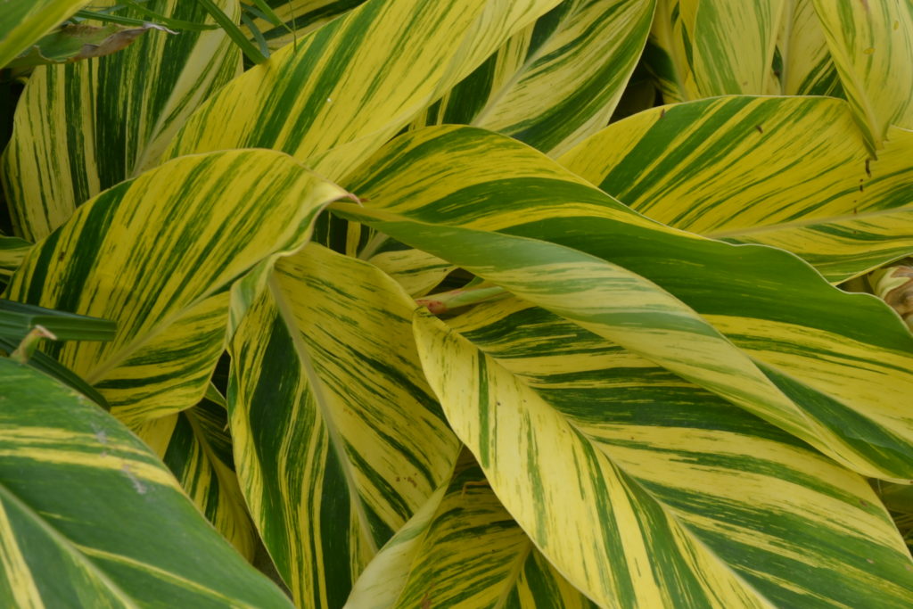 Variegated Yellow and Green Foliage - Green Thumb Advice