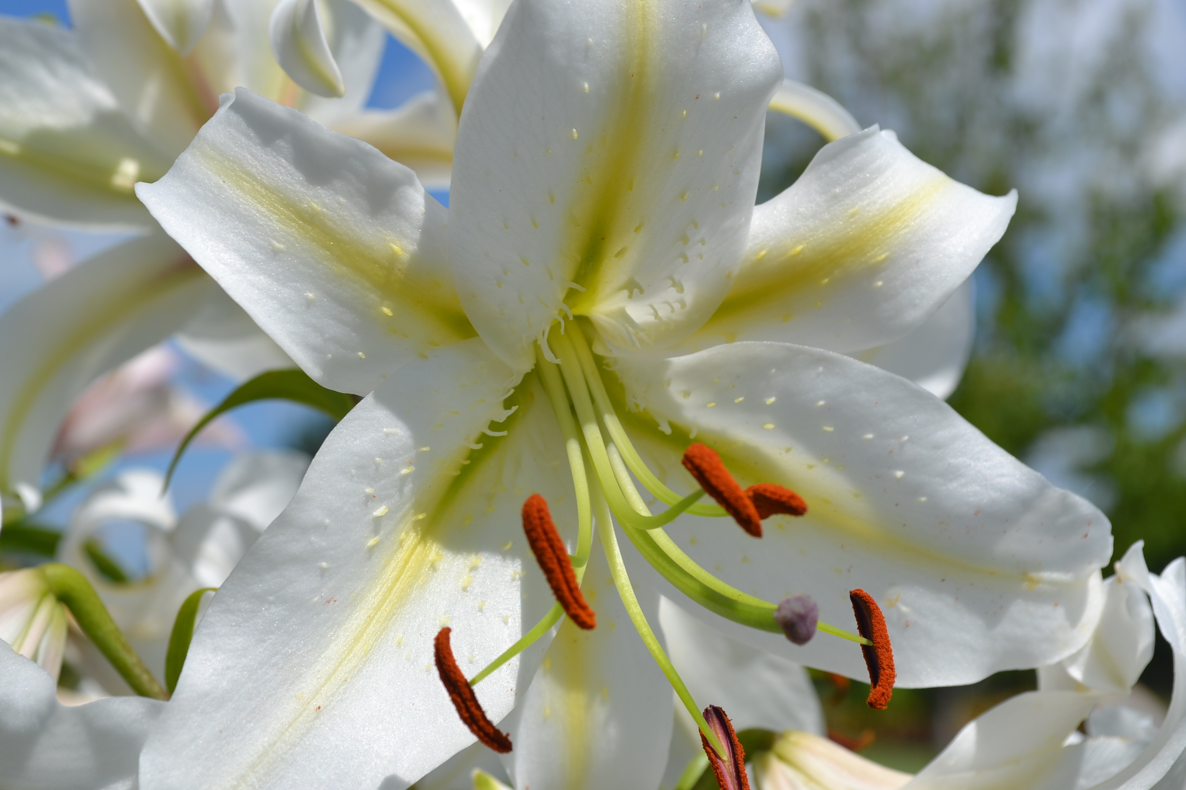 White Lily - Green Thumb Advice